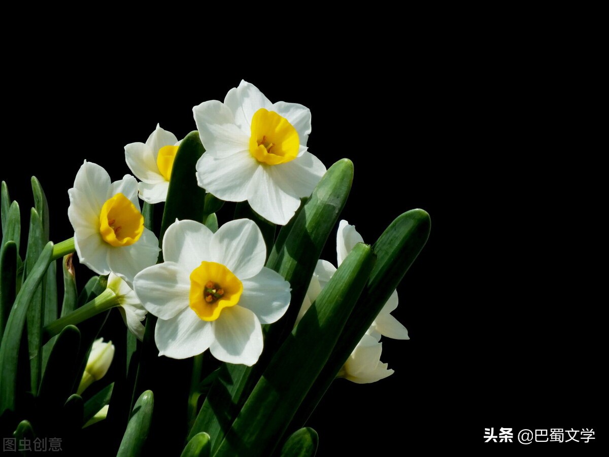 关于水仙花的散文有哪些（描写水仙花的优美句子分享）