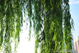 柳树的诗句古诗大全（一句赞美柳树的句子）