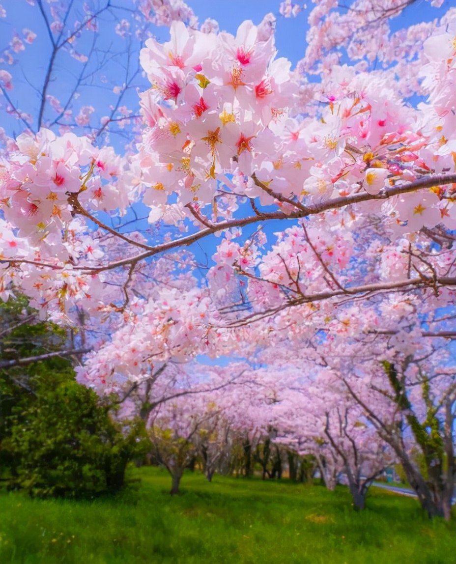 形容樱花的优美句子（适合发樱花的朋友圈）