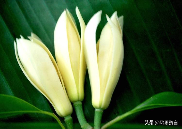 玉兰花诗句经典句子（玉兰花诗句大全）