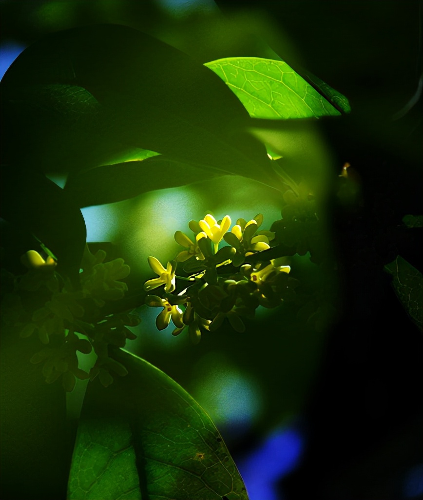 桂花香的句子唯美短句（桂花香的诗句经典名句）