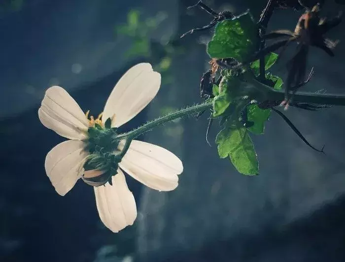 谷雨古诗词大全（描写谷雨时节景色的诗句 ）