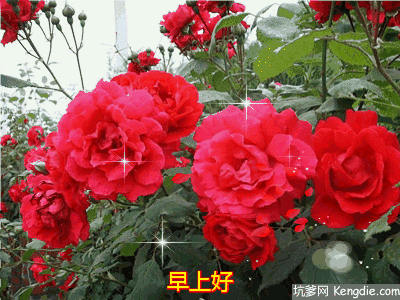 祝福情侣99的小短句大全（祝福别人情侣文艺句子）