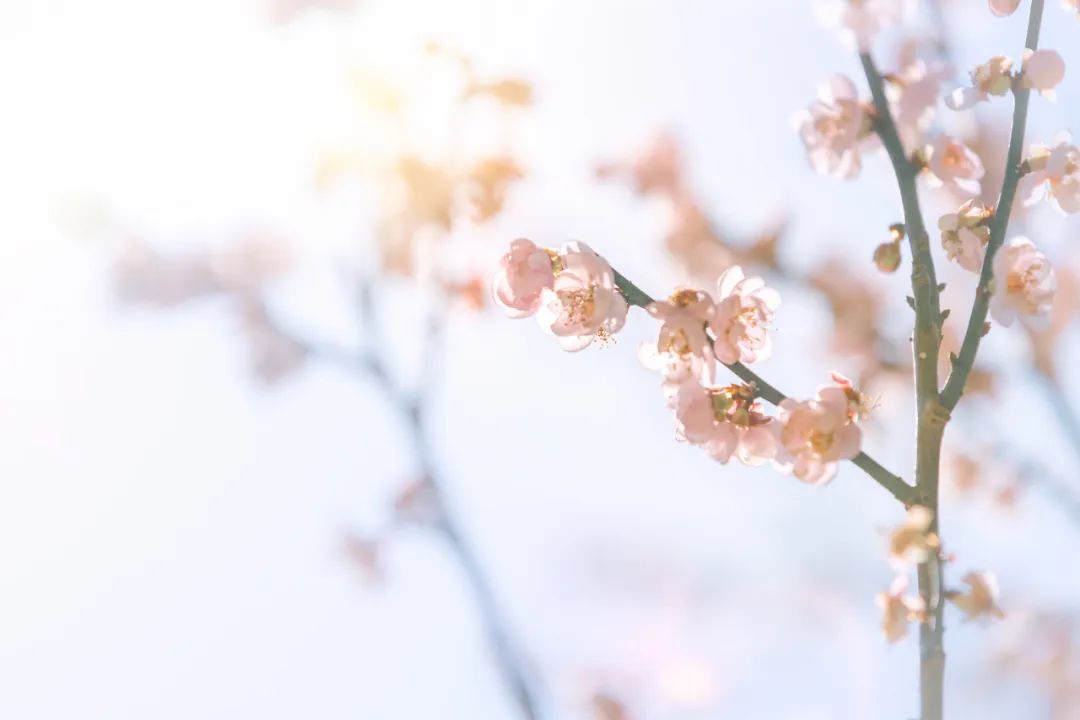 春分诗词有哪些（春分节气的特点和风俗）