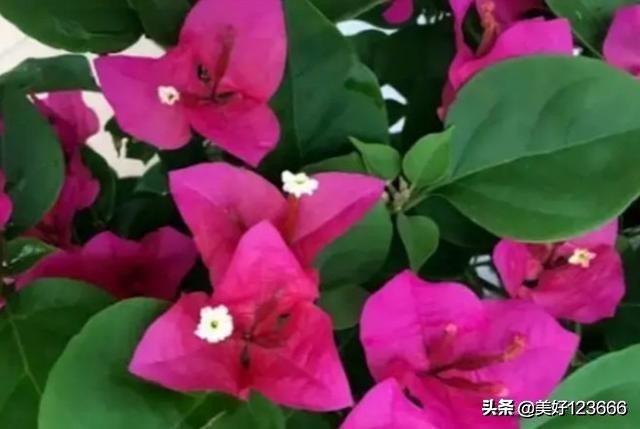 形容邻居和睦的句子（形容浓浓邻里情句子）
