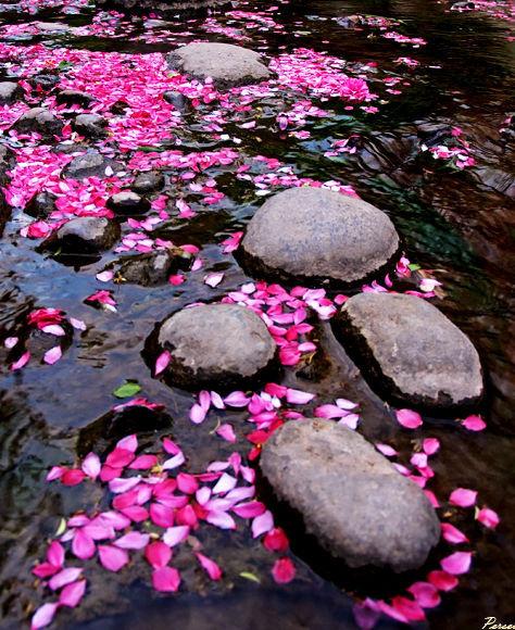 黛玉葬花原文片段（葬花吟原文及翻译）