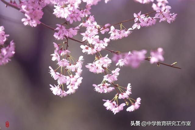 樱花飘零的诗句（古人赞美樱花的诗句）