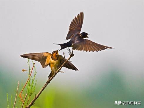 关于燕子的古诗有哪些（关于燕子的古诗大全）