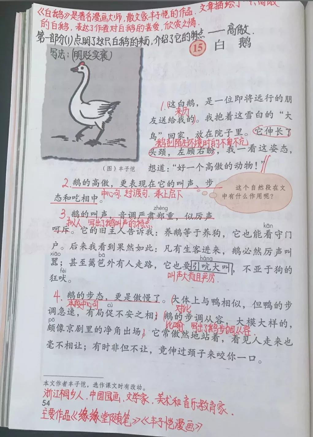 白鹅课文原文笔记（白鹅读书笔记主要内容）
