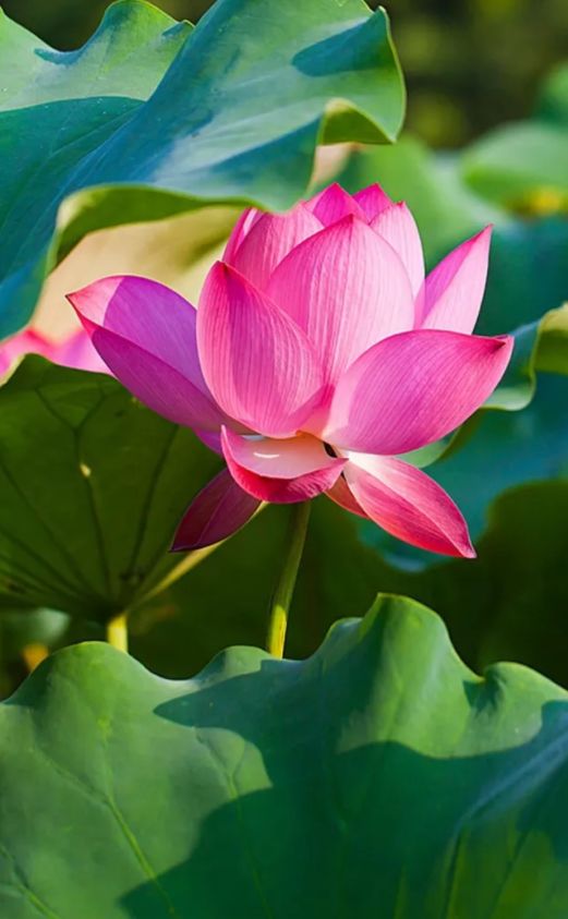 描写莲花的诗句古诗（形容莲花的高雅的诗句）
