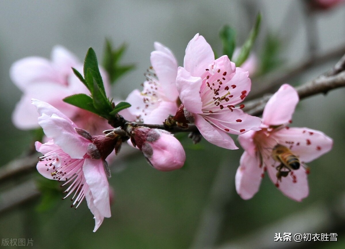 春节贺词诗句优美（新年祝福诗句唯美古诗）