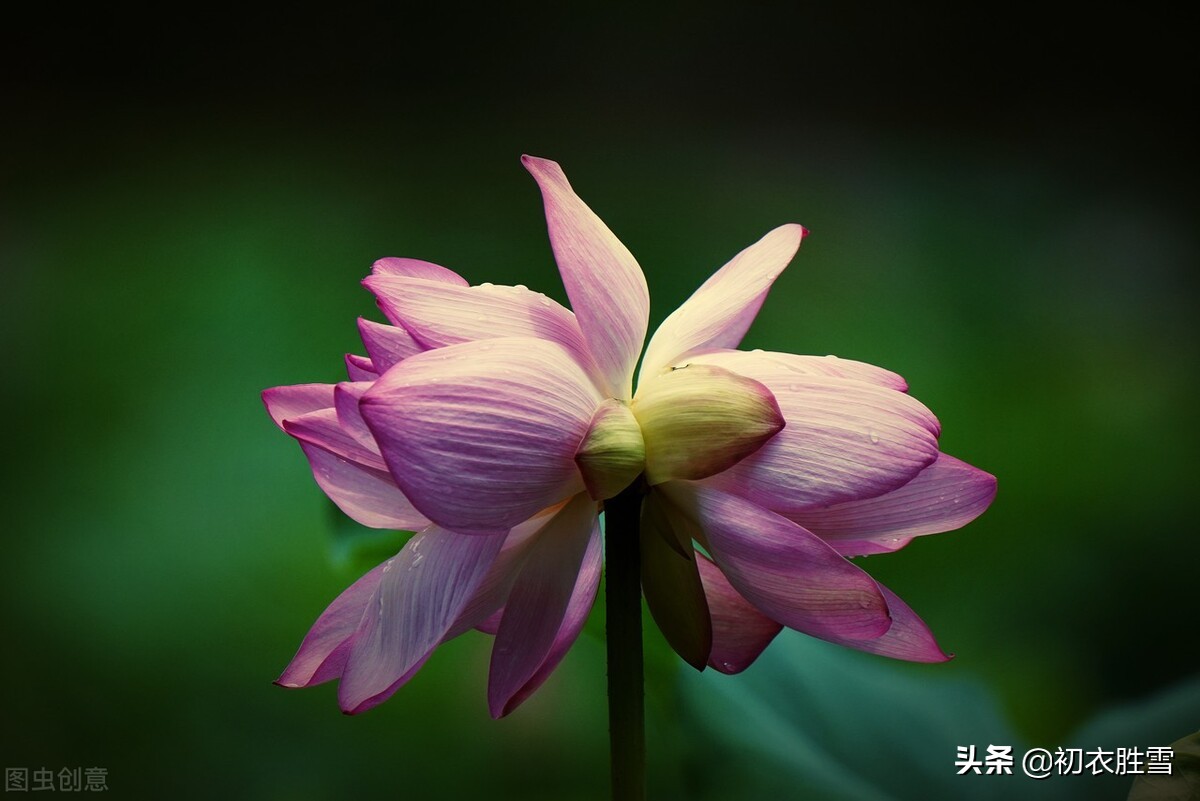 并蒂莲诗词赏析（赞美并蒂莲的说说）