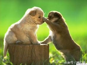 关于爱的经典英文语录（最值阅读的25句爱情名句）