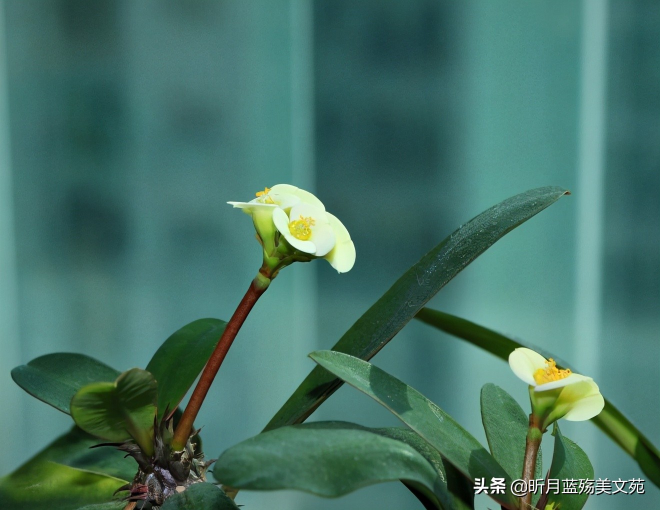 今生爱你不后悔的说说（不离不弃的爱情格言）