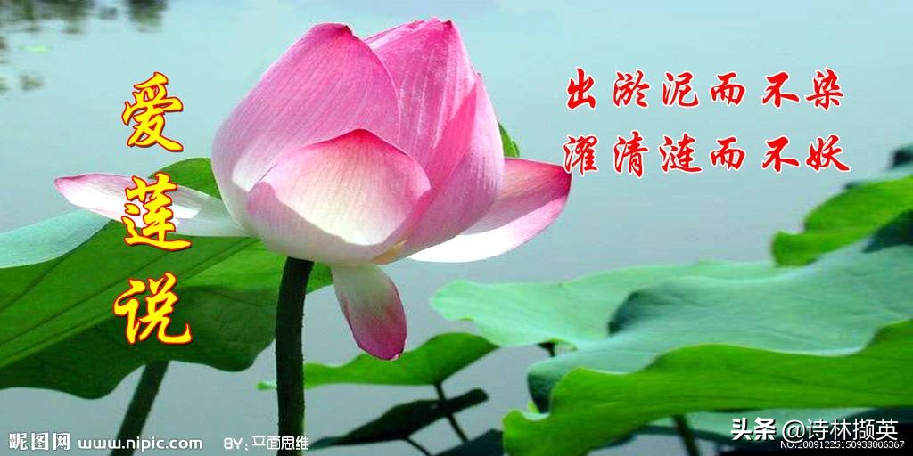 爱莲说作者简介拼音（爱莲说全文注释）