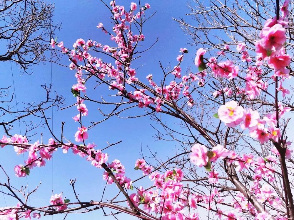 赞美春暖花开的唯美句子（形容春暖花开的美句）