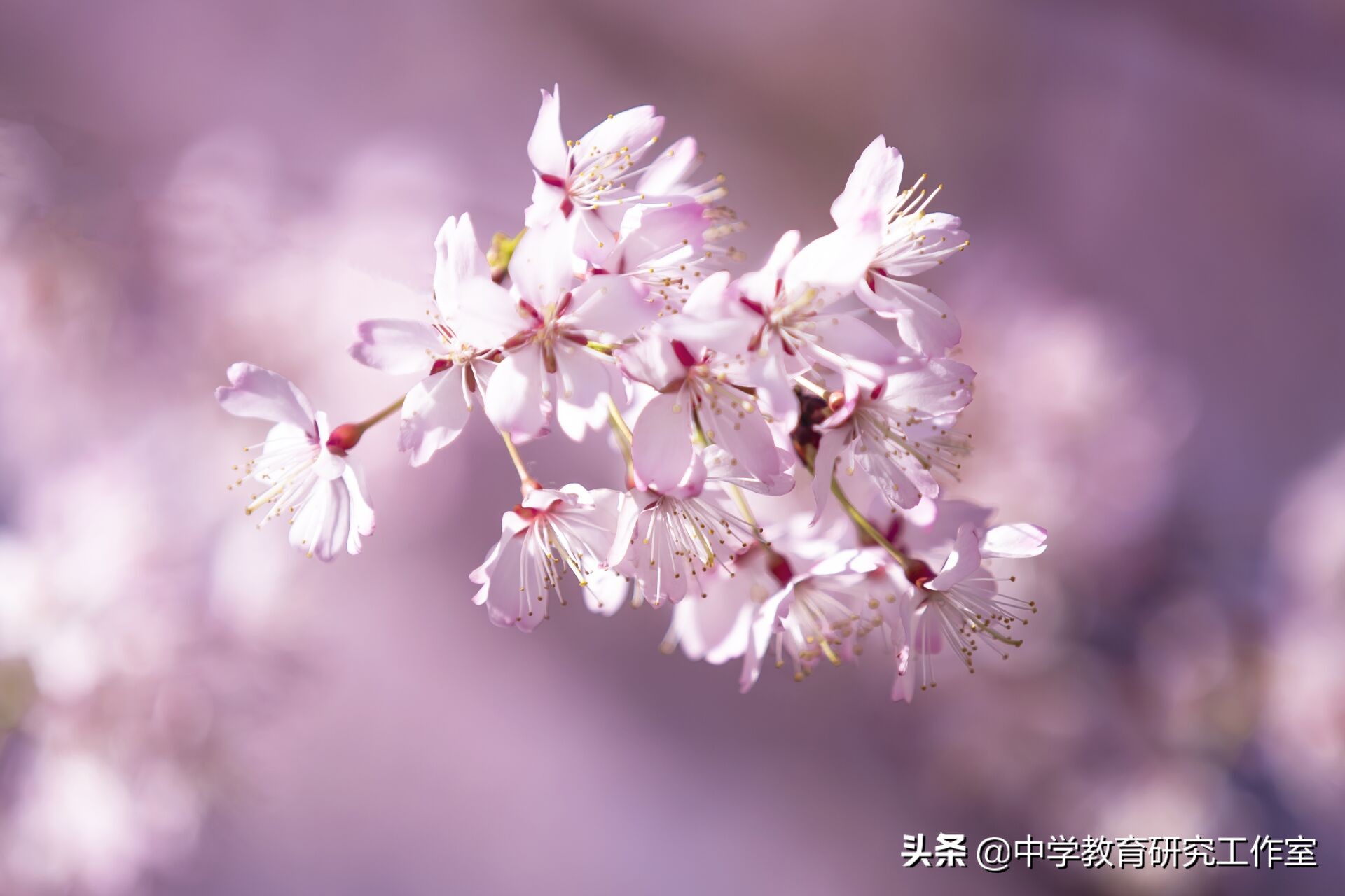 樱花飘零的诗句（古人赞美樱花的诗句）