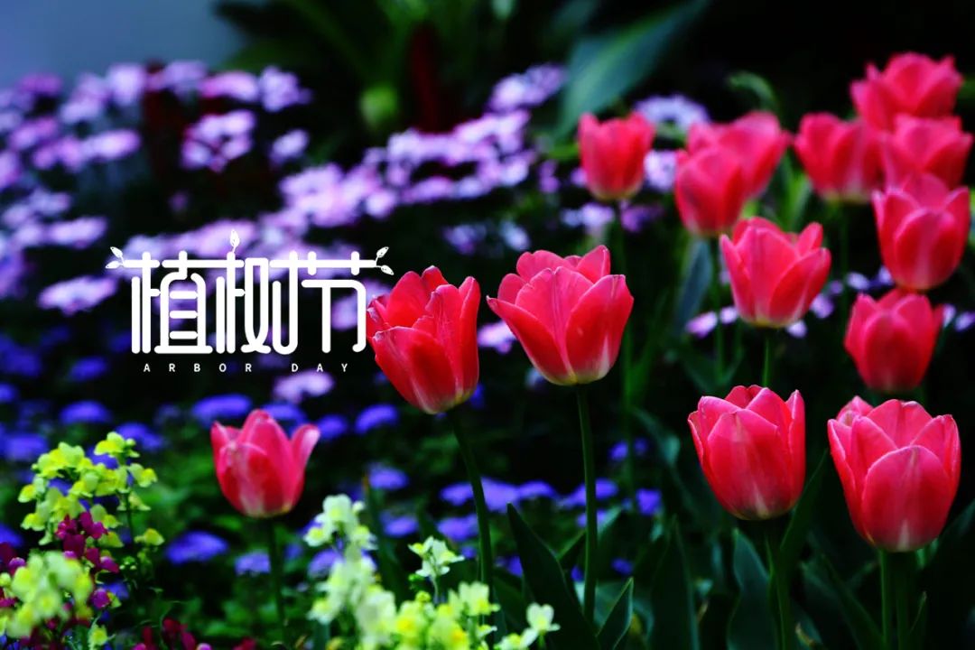 植树节的诗歌简短（关于植树节的佳句）