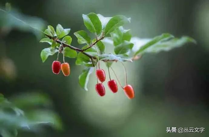 借景抒情的诗句赏析（古诗借景抒情的例子）