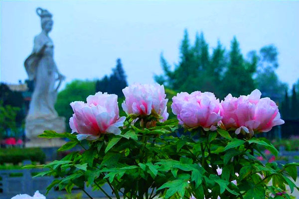 牡丹花的诗句千古名句（咏牡丹最好的诗句）