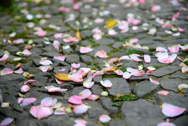黛玉葬花原文片段（葬花吟原文及翻译）