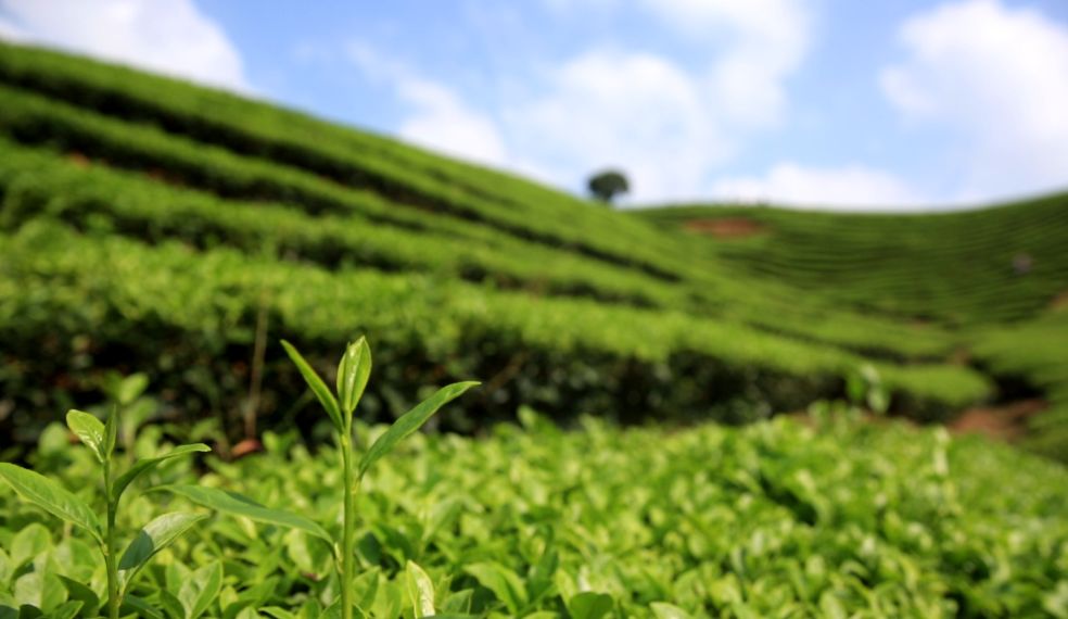 春茶的诗句唯美（三月春茶美好句子）