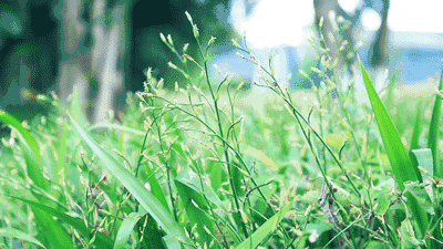 夏天古诗词名句鉴赏（经典诗词名句唯美 ）