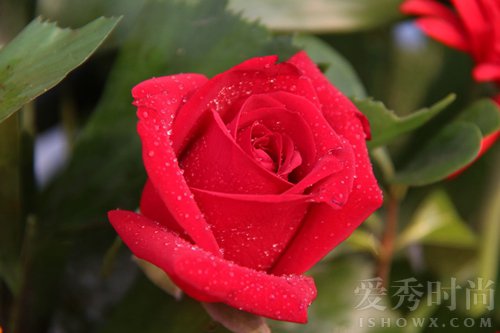 什么叫单相思（单相思是最高形式的爱情）