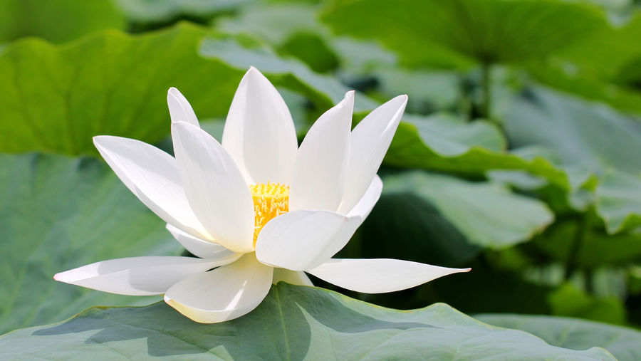 关于夏天荷花的唯美句子(赞美荷花的唯美古诗词）