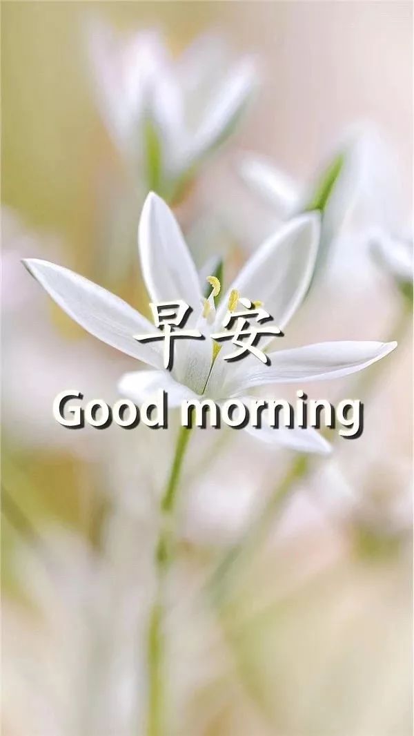 早安问候语简短一句话（2021全新的早安句子）