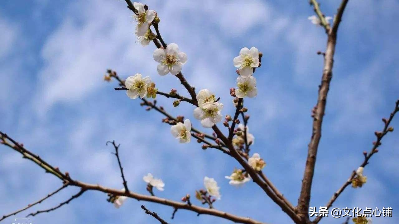 梅花这首诗赞美了梅花什么品质（梅花古诗全文解析）