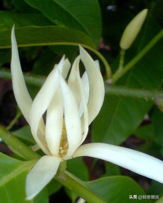 玉兰花诗句经典句子（玉兰花诗句大全）