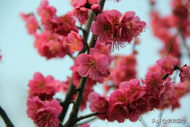 1到5年级关于梅花的古诗有哪些（赞美梅花的150首古诗）