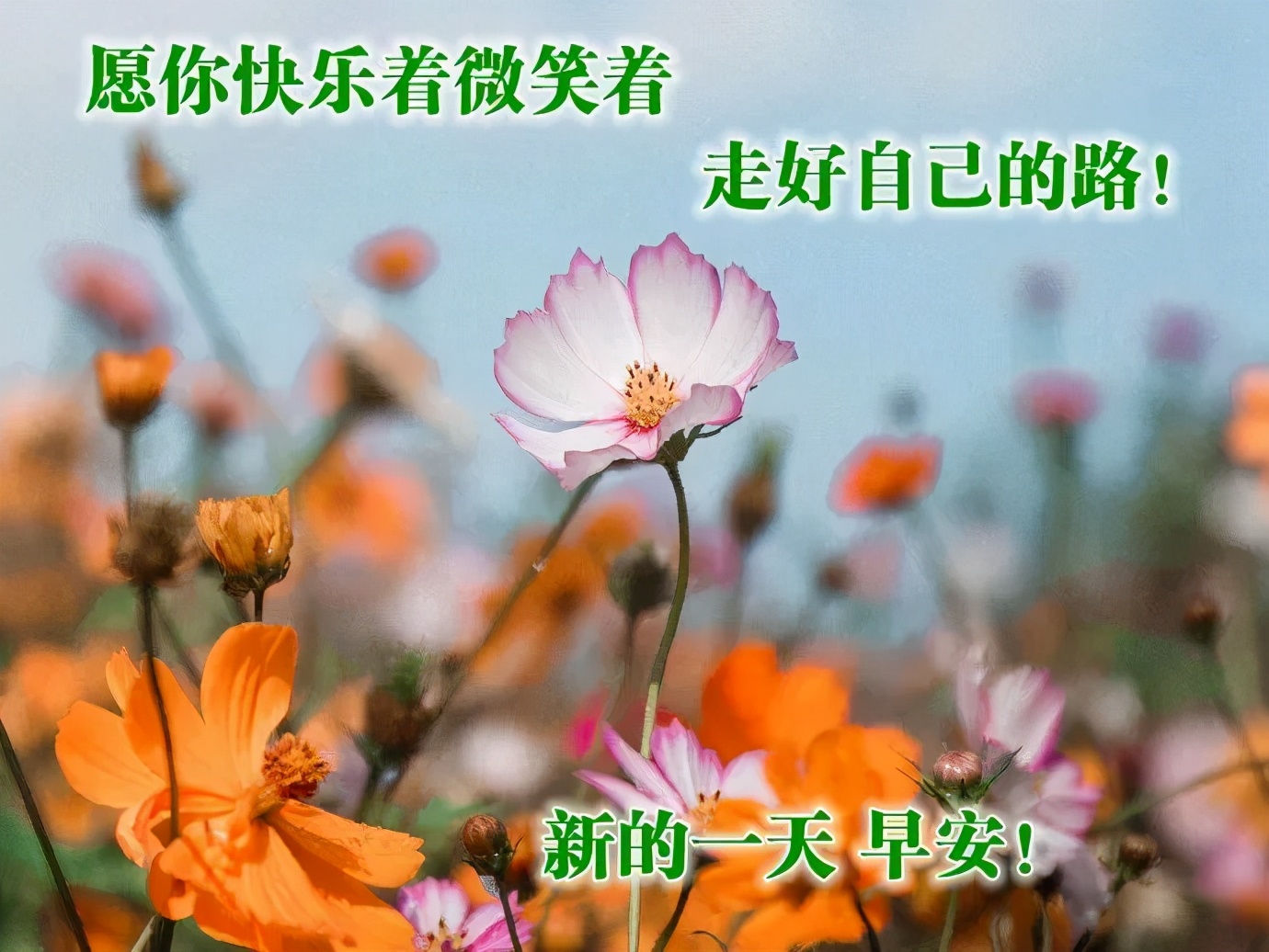 夏天早上问好的句子（唯美励志的早安语录）