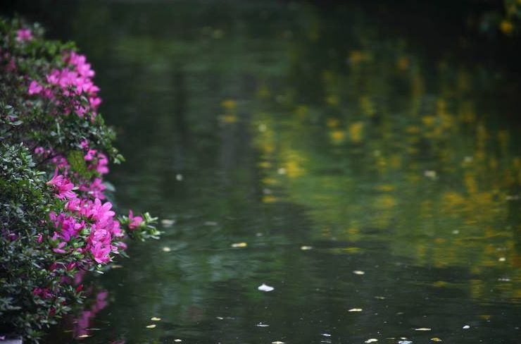 花落水流红全诗（花开花落的人生感悟）