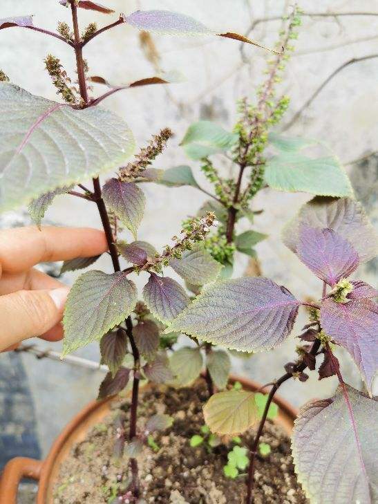 纯天然绿色蔬菜句子（适合朋友圈晒菜的说说）
