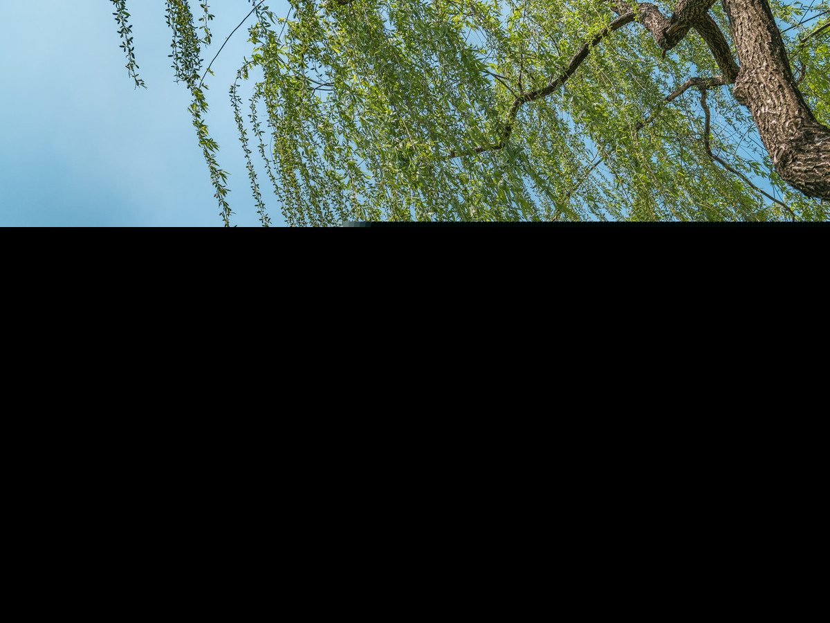杨柳枝词白居易译文（关于杨柳枝词全文鉴赏）