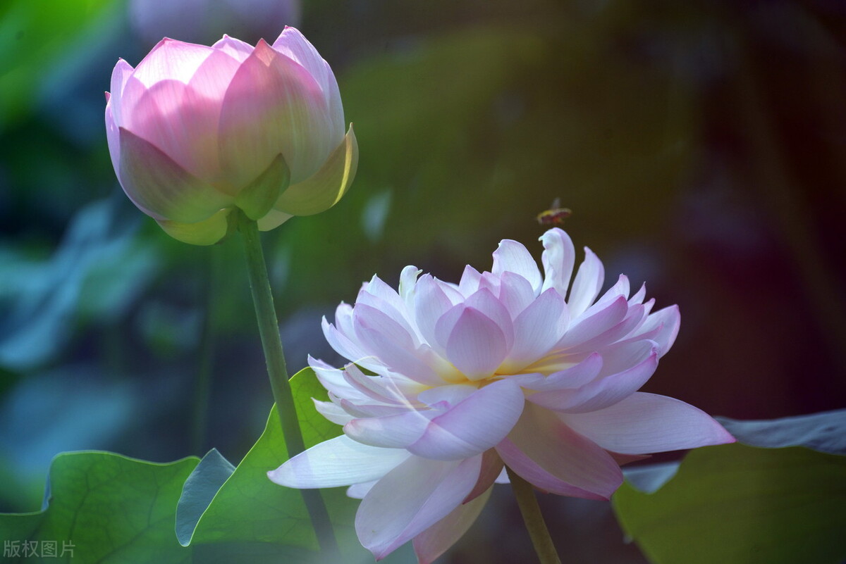 炎炎夏日的唯美诗句（有关描写夏天的优美诗句）