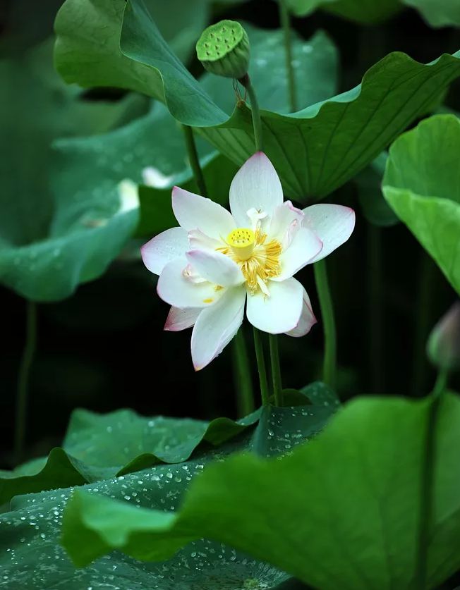 描写莲花的诗句古诗（形容莲花的高雅的诗句）