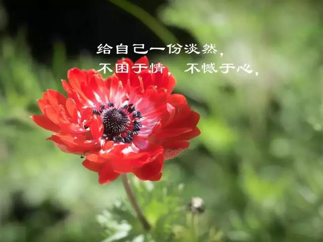 形容心里很温暖的句子（治愈系满满的正能量语录）