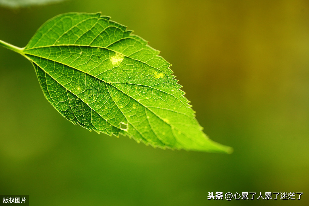 平平淡淡的生活感悟说说（简单生活的经典语录）