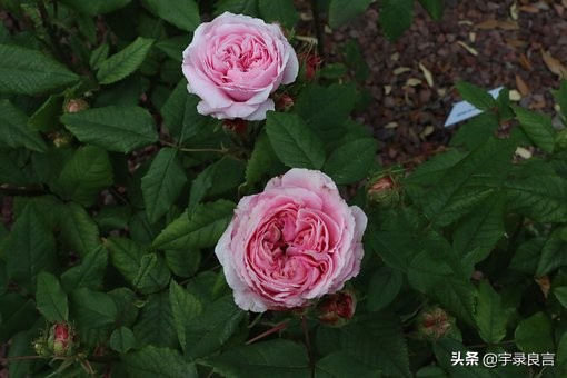 表达自己很感动的句子（感动人心的名言名句）
