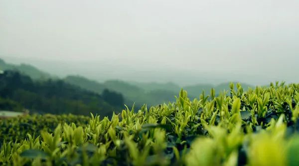 春茶的诗句唯美（三月春茶美好句子）