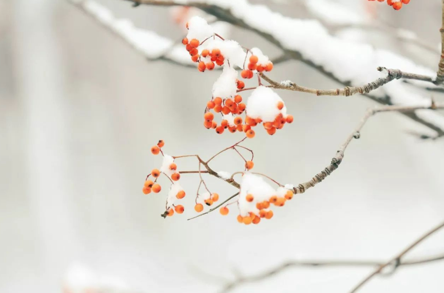 小雪节气的古诗（赞美小雪节气的诗句）