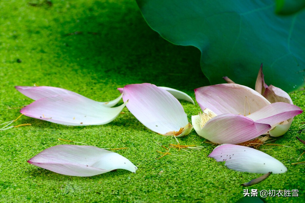 形容荷花的句子有哪些（一句赞美荷花的话）