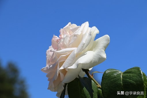 日久见人心感言（感慨人心多变的句子)