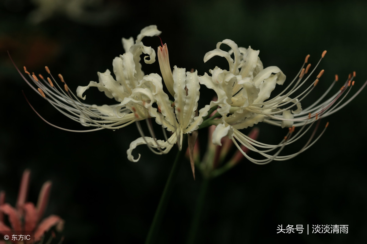 彼岸花诗词伤感（彼岸花的经典诗句）