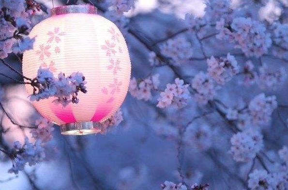 古风描写樱花的唯美句子（赞美樱花之美的唯美诗句）