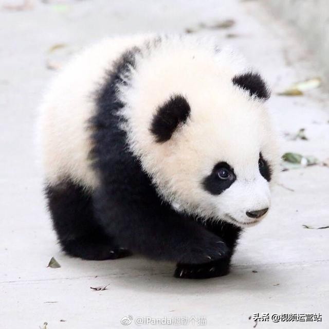 形容熊猫的句子有哪些（摘抄熊猫的好词好句）