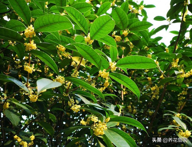 赞美桂花香的诗句有哪些（描写桂花香的诗句大全 ）